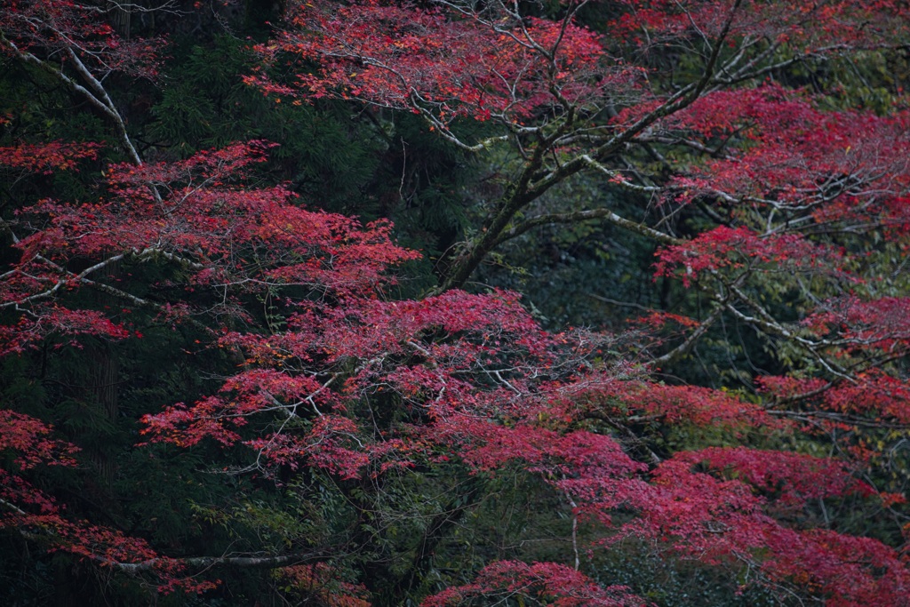 菊池渓谷