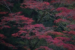 菊池渓谷