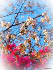 花散らしの雨あがり