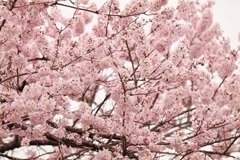 春めき桜