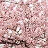 春めき桜