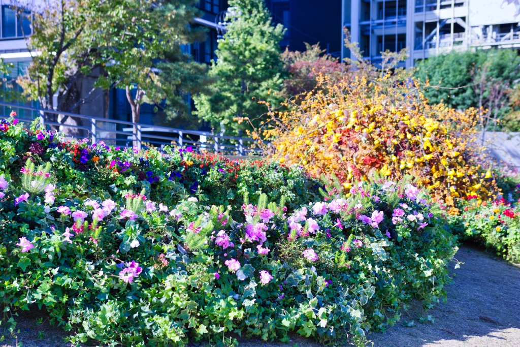 くまもと花博