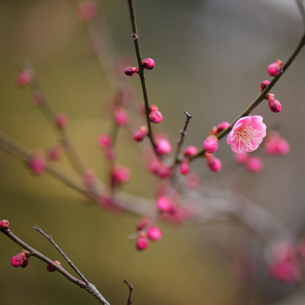 開花②