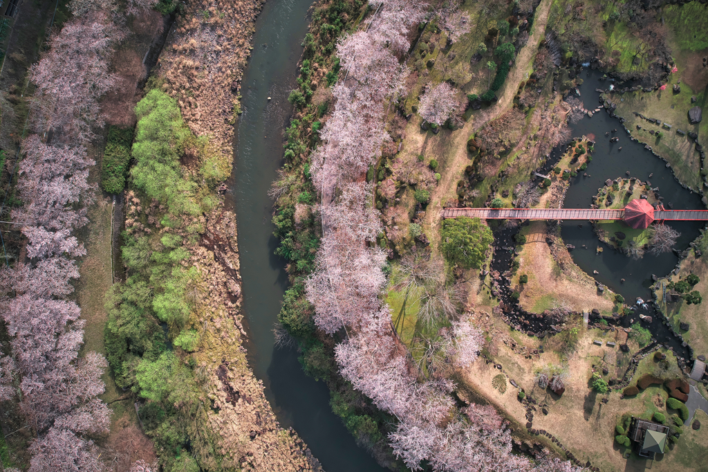 渓石園の桜