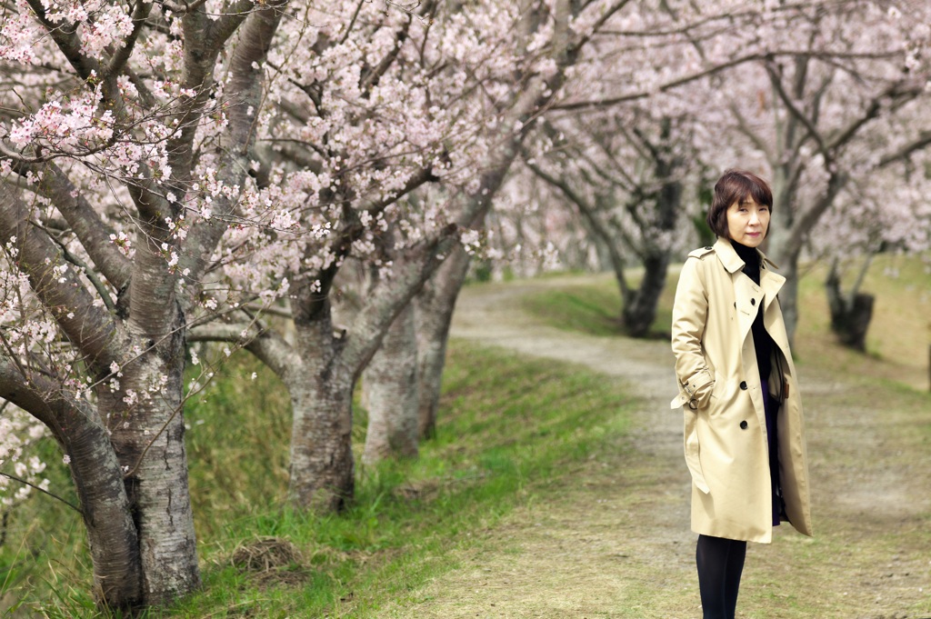 S字の桜みち
