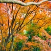 山頭火