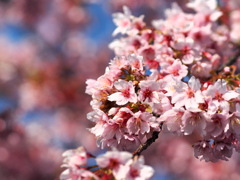 河津桜