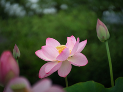 雨の方を向く
