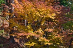 環境芸術の森