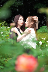 赤い薔薇一輪