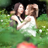 赤い薔薇一輪