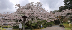 枝ぶり