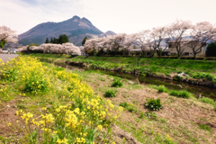 大分川左岸に菜の花なし