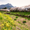 大分川左岸に菜の花なし