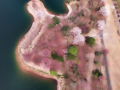 山桜の里
