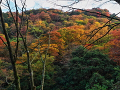 山の紅葉