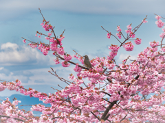 河津桜