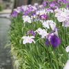 花しょうぶ