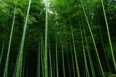 竹林