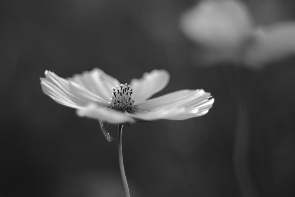 秋の花