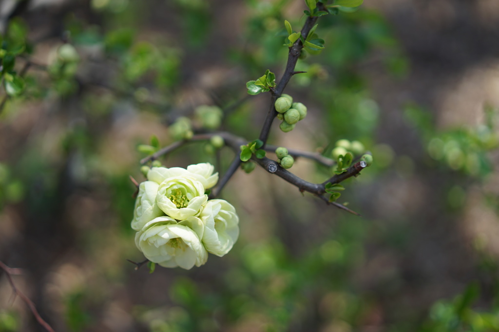 ぼけの花