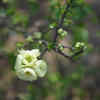 ぼけの花
