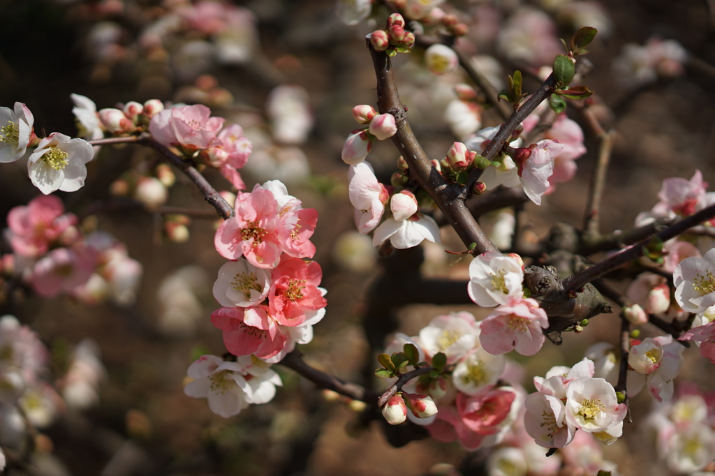 ぼけの花