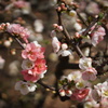 ぼけの花