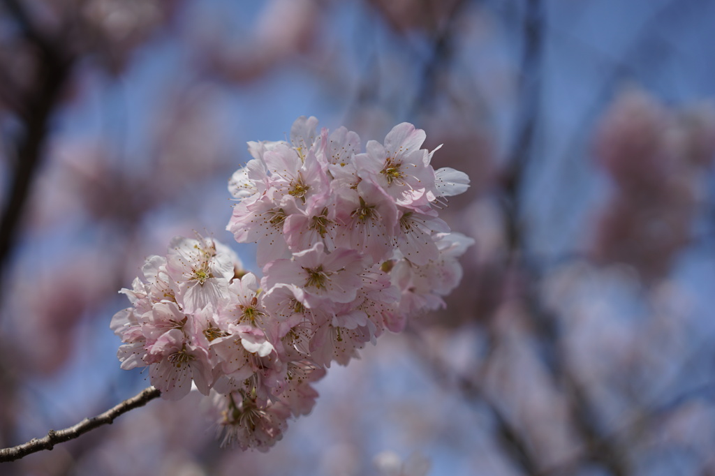 桜