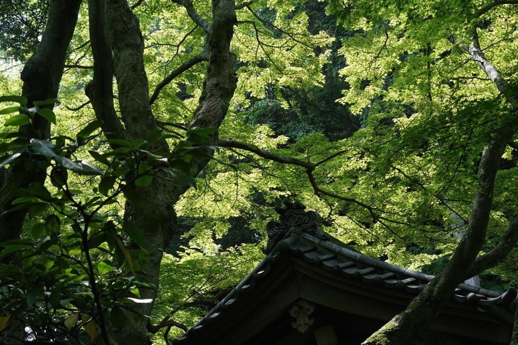 明月院