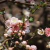 ぼけの花