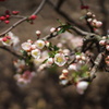 ぼけの花