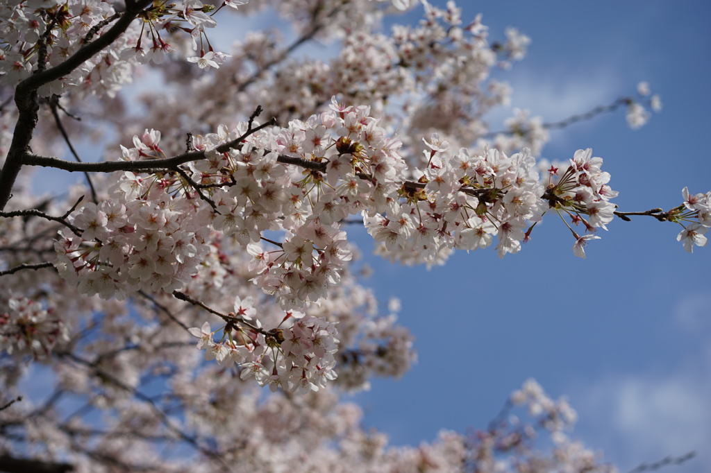 桜