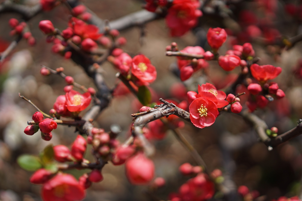 ぼけの花