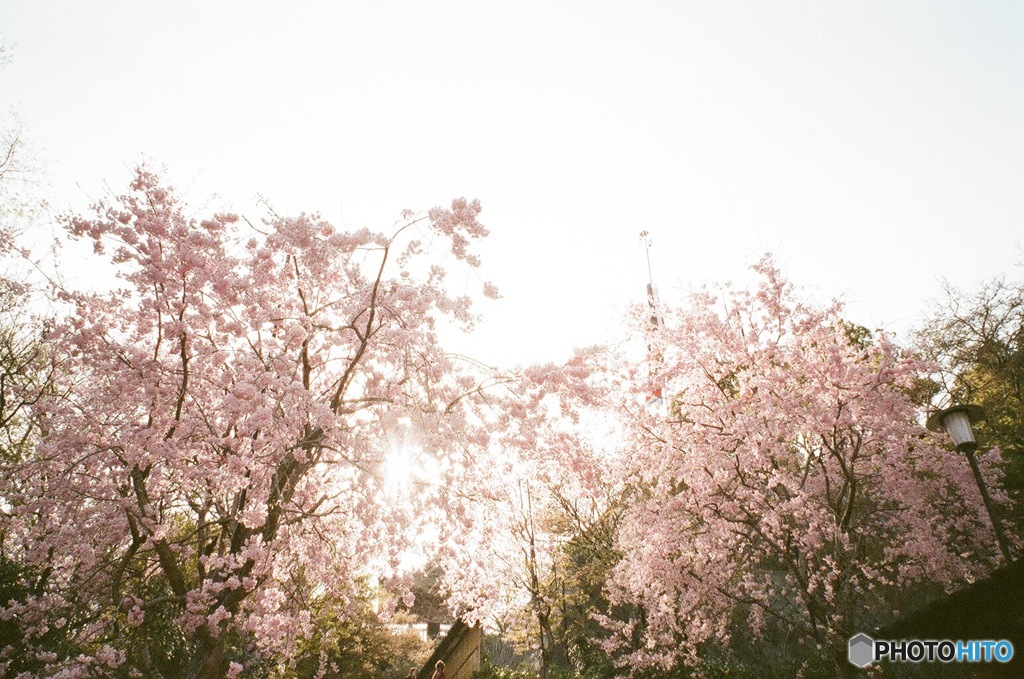 夕暮れの桜