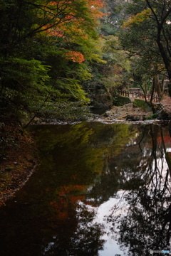 川にも紅葉