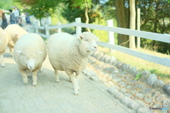 羊の行進