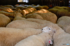 羊がいっぱい