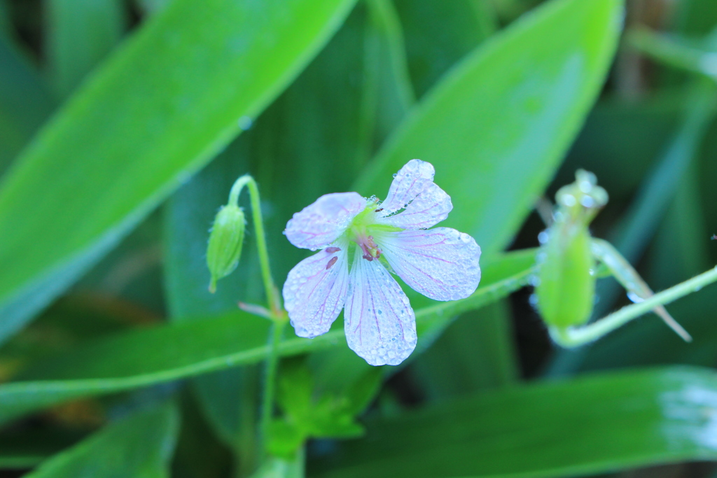 花✿