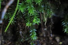 苔と雫