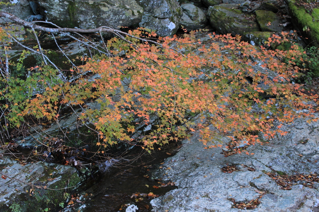 紅葉と川の和流