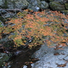 紅葉と川の和流
