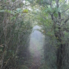 霧の中、森のトンネルを抜ける