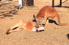 枕大好きカンガルー♪