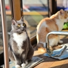 猫よりも動かない正月