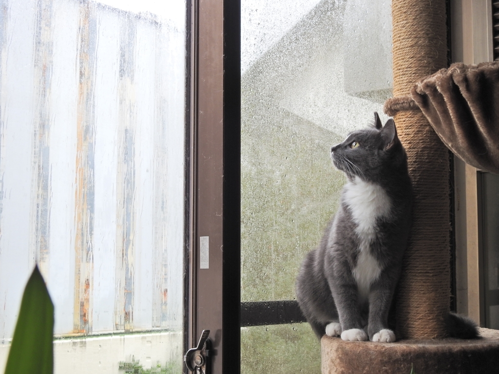 秋の長雨