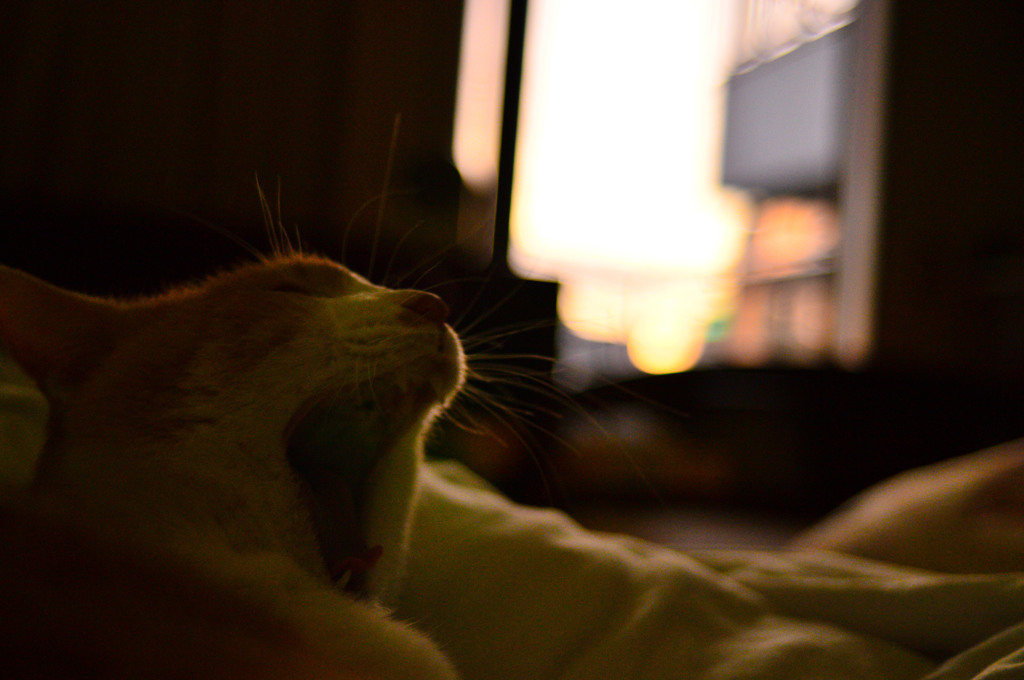 夕方2
