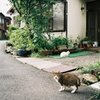 街角スナップ  よその猫