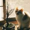 梅の途中