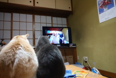 2匹、元気です。